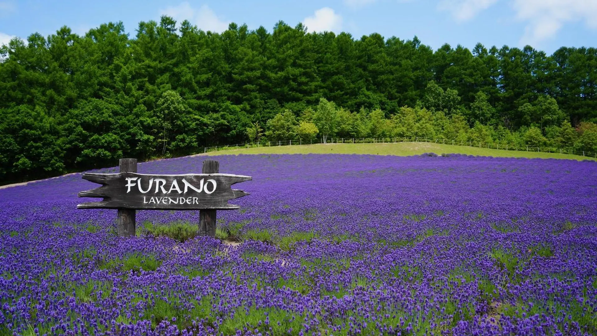 Furanosky - White Lejlighed Japan